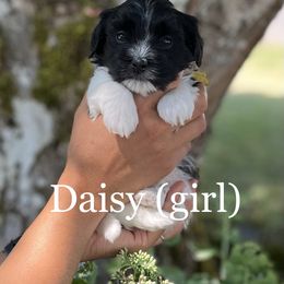 Havanese Puppies from Hoodview Havanese