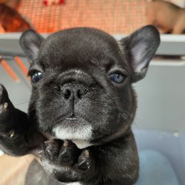 Callie - French Bulldog