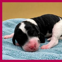 Cookies 'N Cream (Cookie) - Tri-color female Bernedoodle puppy in Hendersonville, North Carolina from Kim's Cove