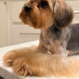 Snoopy - Black and tan male Yorkshire Terrier puppy in Mattawa, Washington from All Star Yorkies