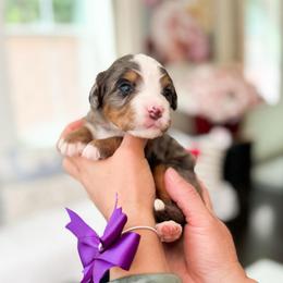 Iris-Purple - Merle female Bernedoodle puppy in Ontario, California from Teddy Doodles & Standard Poodles