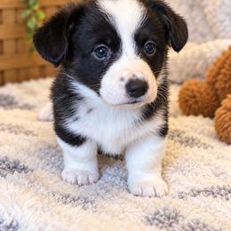 Pearl - Black and white female Cardigan Welsh Corgi puppy in Kerens, West Virginia from Leather & Lace