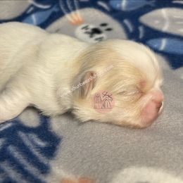 Shih Tzu Puppies from Shurbeez Shih Tzu