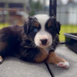 Abe - Black tri male Miniature Australian Shepherd puppy in Athol, Idaho from Northern Aussies