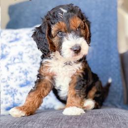 Cashew - Tri-color male Bernedoodle puppy in Garden Grove, California from Sunkissed Doodles