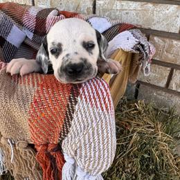 Smore's - White and black female Dalmatian puppy in Melrose, New Mexico from ECMO Farm Dalmatians & Labrador Retrievers