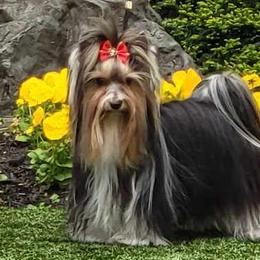 Biewer Terriers from Bellissima Biewers & Yorkies