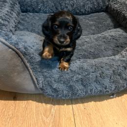 Dachshund puppies from Kayla’s Wiener Wonderland