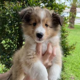 Charlie - Sable and white male Shetland Sheepdog puppy in Davie, Florida from Enclave