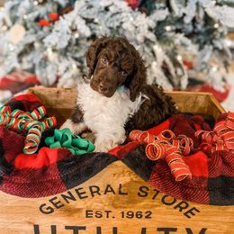 Poodle Puppies from LeBaron Standard Poodles