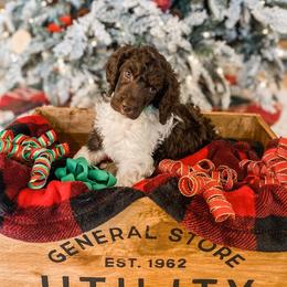 Poodle Puppies from LeBaron Standard Poodles