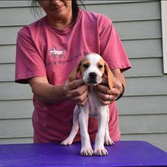 Curly-Coated Retrievers and Pointers from Avalon Pointers