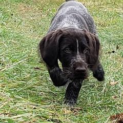 German Wirehaired Pointer Puppies from Backwoods Kennels