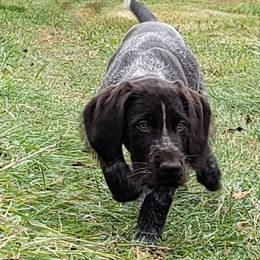 German Wirehaired Pointer Puppies from Backwoods Kennels