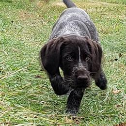 German Wirehaired Pointer Puppies from Backwoods Kennels
