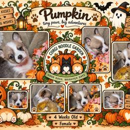 Pumpkin - Sable female Pembroke Welsh Corgi puppy in Garden Grove, California from Corgi Noodles Garden