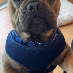 Pacheco - Blue fawn French Bulldog puppy in Chesapeake, Virginia from Maramour Frenchies LLC