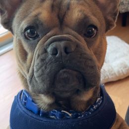 Pacheco - Blue fawn French Bulldog puppy in Chesapeake, Virginia from Maramour Frenchies LLC