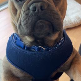 Pacheco - Blue fawn French Bulldog puppy in Chesapeake, Virginia from Maramour Frenchies LLC
