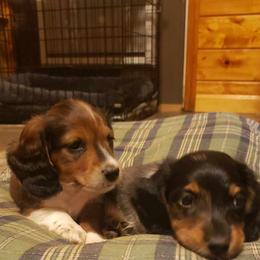 Dachshund Puppies from Mel's LowRider Ranch
