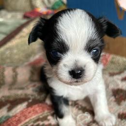 Rowdy - Black and white male Chihuahua puppy in Red Bluff, California from Aye Chihuahua
