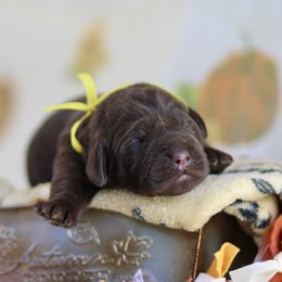 Yellow Collar Girl - Chocolate female Labrador Retriever puppy in Williamston, Sc, South Carolina from Dutton Dog Co & Dalla Grazia Doberman