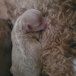 Teddy Graham - Silver-beige  male Poodle puppy in Wilson, North Carolina from Parti-Pawz