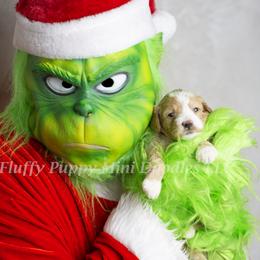 Cinderella (Pink Collar) girl - Apricot female Goldendoodle puppy in Corona, California from Fluffy Puppy Mini Doodles LLC