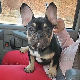 French Bulldog Puppies from Capo