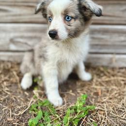 Willow - Blue merle female Miniature Australian Shepherd puppy in Saint Cloud, Florida from Dirty Paws