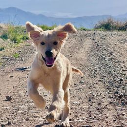 Golden Retriever Puppies from Retrievers Gold AZ