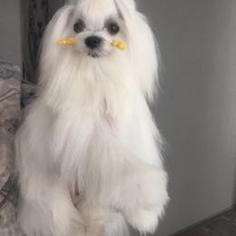 Channel - Maltese