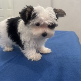Maltese, Morkie, Poodle, Yorkipoo, and Yorkshire Terrier Puppies from Amy's puppy Love