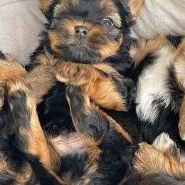 Yorkshire Terriers from McCain's Yorkies