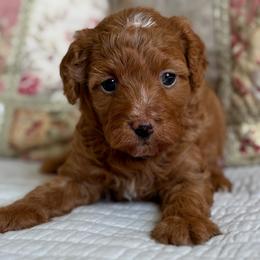 Lucy - Red female Cavapoo puppy in Beckley, West Virginia from By Design Doodles