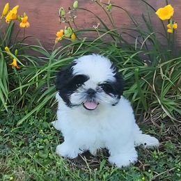 Grant - Black and white male Shih Tzu puppy in Troutville, Virginia from Mountain Pass Barn