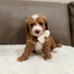 Teddy boy - Red  male Goldendoodle puppy in Rio Linda, California from Plush Doodles