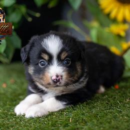 Anthem - Black tri male Miniature American Shepherd puppy in Granbury, Texas from Best Little Aussies