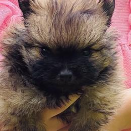 Ronaldo - Orange sable male Pomeranian puppy in Monroe, Georgia from Beastly Beauties Huskies & Pomskies