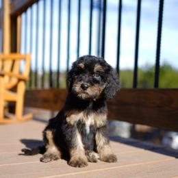 Sundae - Phantom female Bernedoodle puppy in Spokane, Washington from Doodle Love