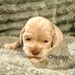 Chip - Buff male Cocker Spaniel puppy in Sumter, South Carolina from Cocker Eclipse In Home Kennel