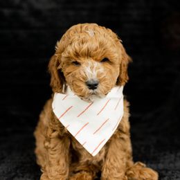 Boy 2 - Goldendoodle puppy in Riverton, Utah from Utah Doodlebug