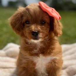 Ruby - Apricot female Cavapoo puppy in Ville Platte, Louisiana from The Barkery