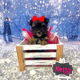 Kelsy - Black and tan female Yorkshire Terrier puppy in Albany, Minnesota from Sandy's Yorkshire Terriers
