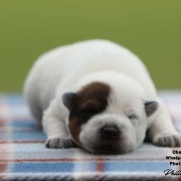 Charlie Girl 4 - Red speckled female Australian Cattle Dog puppy in Point, Texas from Lakylu Kennels