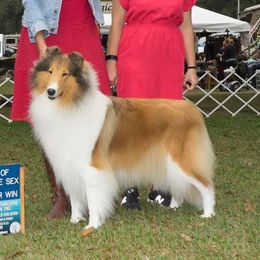 Shayna - Collie