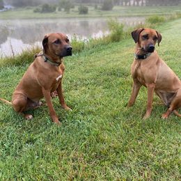 Keda - Rhodesian Ridgeback