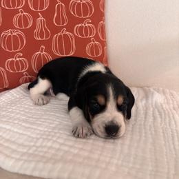 Beagle Puppies from Whitney Ranch Beagles