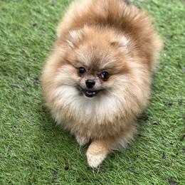 Otto - Orange male Pomeranian puppy in Newport Beach, California from Exotic City Pomeranians and chihuahuas