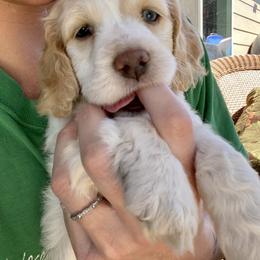 Cockapoo and Goldendoodle Puppies from Capital Doodles